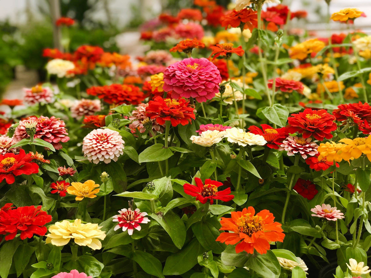 250 Mixed Colors Common GARDEN ZINNIA Elegans Flower Seeds