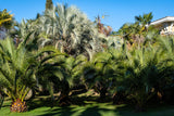 10 COCO PALM Jelly Palm Pindo Butia Capitata Edible Fruit Tree Houseplant Seeds
