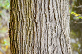 25 White AMERICAN ELM tree Ulmus Americana RED Flower Seeds