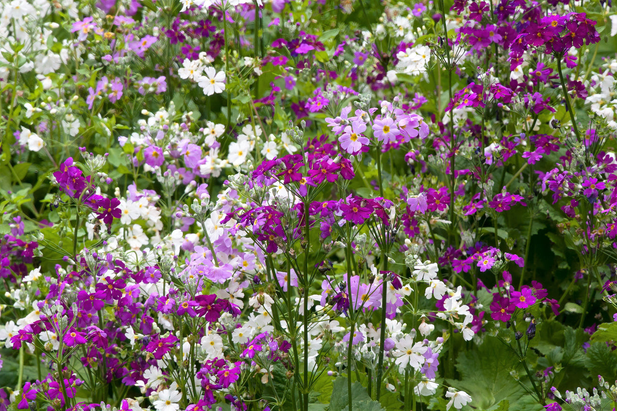 100 Mixed Colors FAIRY PRIMROSE Primula Malacoides Red Pink Purple White Baby Primrose Shade Houseplant Flower Seeds