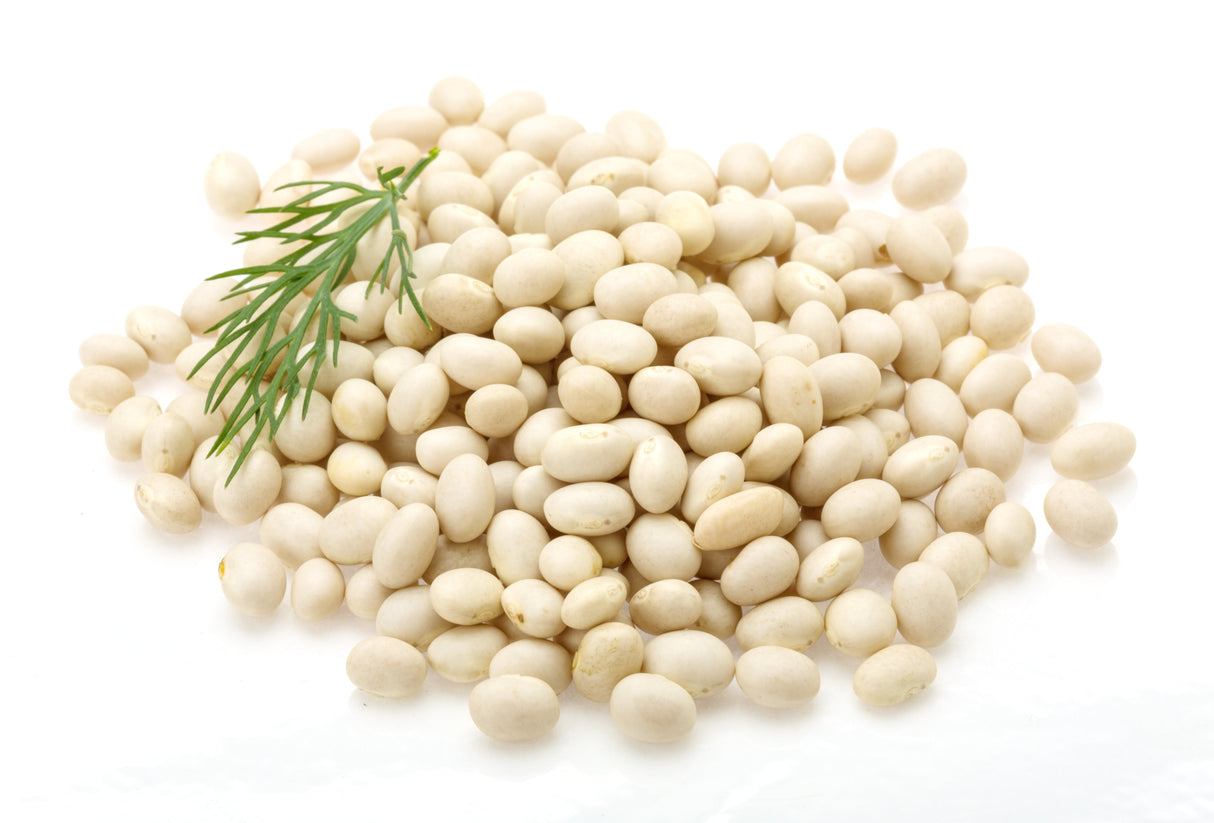 50 White GREAT NORTHERN BEAN Bush Phaseolus Vulgaris Vegetable Seeds