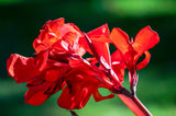 5 MIXED CANNA LILY Generalis Mix Colors Red Yellow Hummingbird Flower Seeds