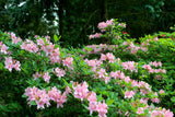 20 WESTERN AZALEA Pink White Yellow Shrub Flower Rhododendron Occidentale Seeds