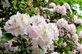 50 MIXED HYBRIDS RHODODENDRON spp. Mixed Colors - Red, Pink, Purple, White, Yellow, Orange Flower Sun or Shade Bush Shrub Seeds