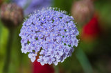 100 Organic BLUE LACE FLOWER aka Didiscus & Island Daisy Trachymene Coerulea Flower Seeds