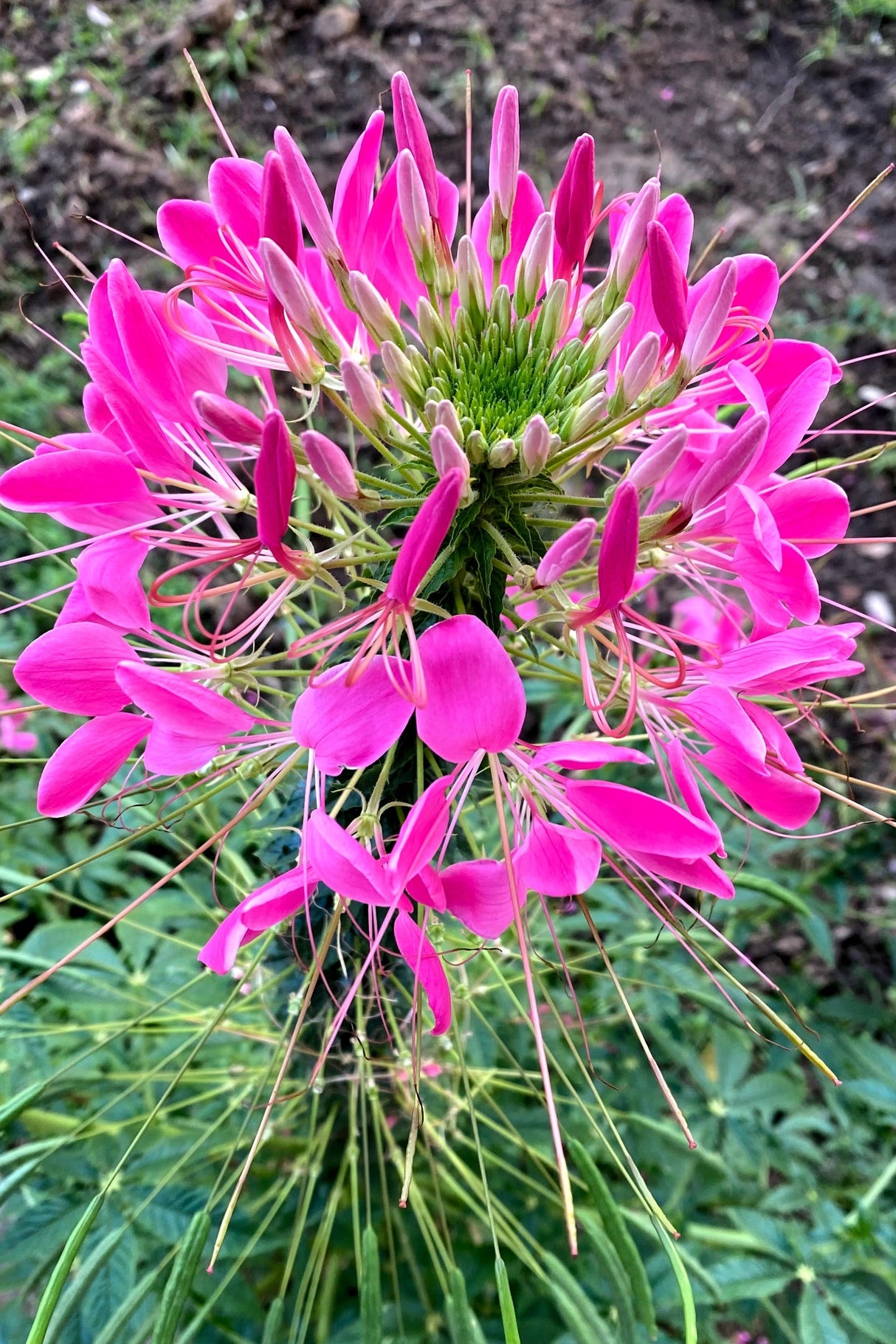 200 CHERRY QUEEN CLEOME Spinosa Hassleriana Carmine Rose Spider Flower Seeds