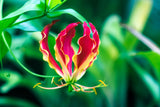 10 RED GLORIOSA LILY Flame Lily Gloriosa Superba Red & Yellow Flower Vine Seeds