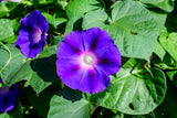 100 PURPLE MORNING GLORY Ipomoea Nil Flower Vine Seeds