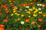 2500 ICELAND POPPY MIX Papaver Nudicaule Mixed Colors Flower Seeds