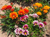 30 Mixed Colors GAZANIA Rigens Treasure Flower Seeds