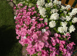 200 ROSE MALLOW MIX (Bush Mallow) Hibiscus Lavatera Trimestris Flower Seeds