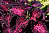 20 BLACK DRAGON COLEUS Solenostemon Scutellarioides Painted Nettle Maroon & Black Shade Flower Seeds