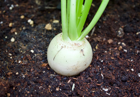 500 Hailstone WHITE GLOBE RADISH Raphanus Sativus Vegetable Seeds