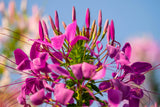 200 CHERRY QUEEN CLEOME Spinosa Hassleriana Carmine Rose Spider Flower Seeds