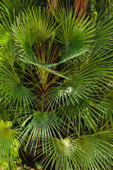 5 COMMON WINDMILL PALM Trachycarpus Fortunei Hardy Chusan Palm Tree Sun Shade Houseplant Seeds