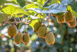 100 KIWI FRUIT Kiwi Actinidia Vine Seeds (Kiwifruit / Hardy Kiwi / Tara Vine / Yang Tao / Chinese Gooseberry / Chinese Strawberry)