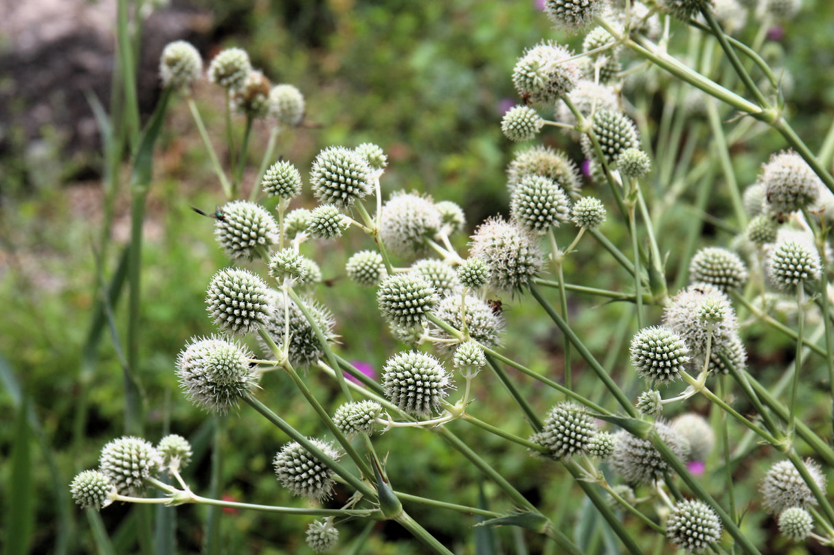 200 RATTLESNAKE MASTER / Button Snakeroot  Eryngium Yuccifolium Flower Seeds