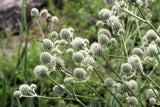 200 RATTLESNAKE MASTER / Button Snakeroot  Eryngium Yuccifolium Flower Seeds