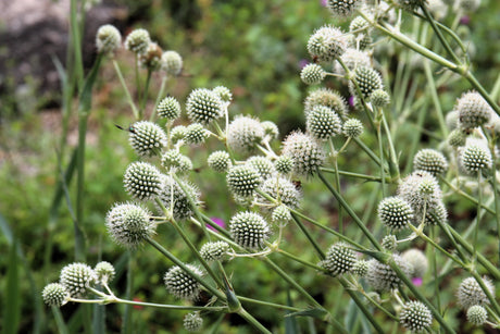 200 RATTLESNAKE MASTER / Button Snakeroot  Eryngium Yuccifolium Flower Seeds