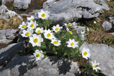 25 WHITE ANEMONE Pulsatilla Vulgaris PASQUE flower Seeds