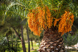 10 COCO PALM Jelly Palm Pindo Butia Capitata Edible Fruit Tree Houseplant Seeds