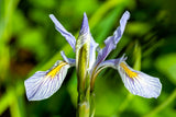 50 MISSOURI IRIS Missouriensis Rocky Mountain Blue Purple Yellow Flower Seeds