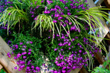 200 ROSAMOND LOBELIA Erinus Carmine Red & White Flower Seeds