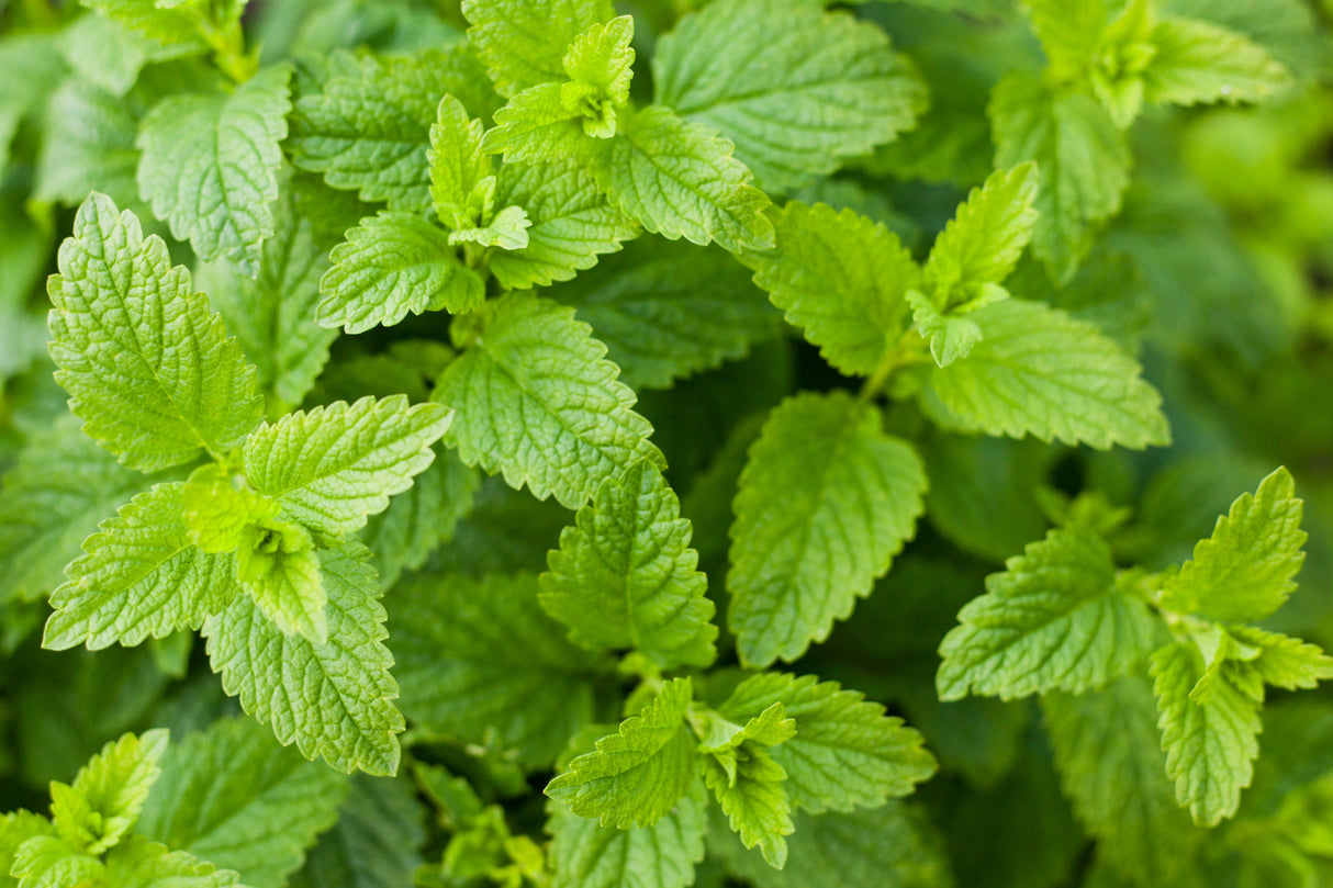 200 Lemon LEMONY CATNIP Nepeta Cataria Citriodora Herb Flower Seeds