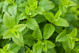 200 Lemon LEMONY CATNIP Nepeta Cataria Citriodora Herb Flower Seeds