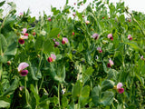 50 AUSTRIAN WINTER PEA Caley Flower Pisum Sativum Ground Cover Crop Legume Seeds
