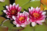 3 Organic Mixed Colors LOTUS Nelumbo Nucifera Pond Water Lily Lilypad Blue Red Flower Large Seeds