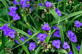 100 Purple OHIO SPIDERWORT (Widows Tears / Bluejacket) Tradescantia Ohiensis Flower Seeds