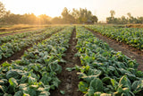 250 VATES COLLARDS Collard Greens Brassica Oleracea Acephala Vegetable Seeds