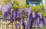 5 BLUE CHINESE WISTERIA Sinensis Ornamental Vine Climber Blue Violet Purple Flower Seeds