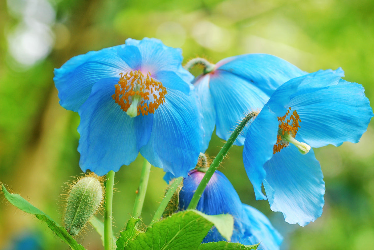 10 MIXED HIMALAYAN POPPY Blue Red Violet Meconopsis Napaulensis Mix Flower Seeds