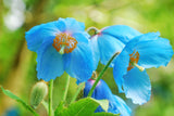 10 MIXED HIMALAYAN POPPY Blue Red Violet Meconopsis Napaulensis Mix Flower Seeds