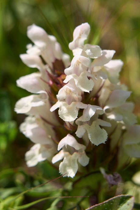 50 PAGODA MIX PRUNELLA Grandiflora Bigflower Selfheal Blue Pink etc Flower Seeds