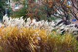 10 SILVER MAIDEN GRASS Miscanthus Sinensis Japanese Pampas Perennial Flower Seeds