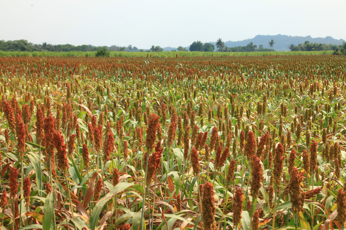 50 M81E SORGHUM Light Amber Syrup Bicolor Vegetable Grain Seeds