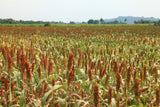 50 M81E SORGHUM Light Amber Syrup Bicolor Vegetable Grain Seeds