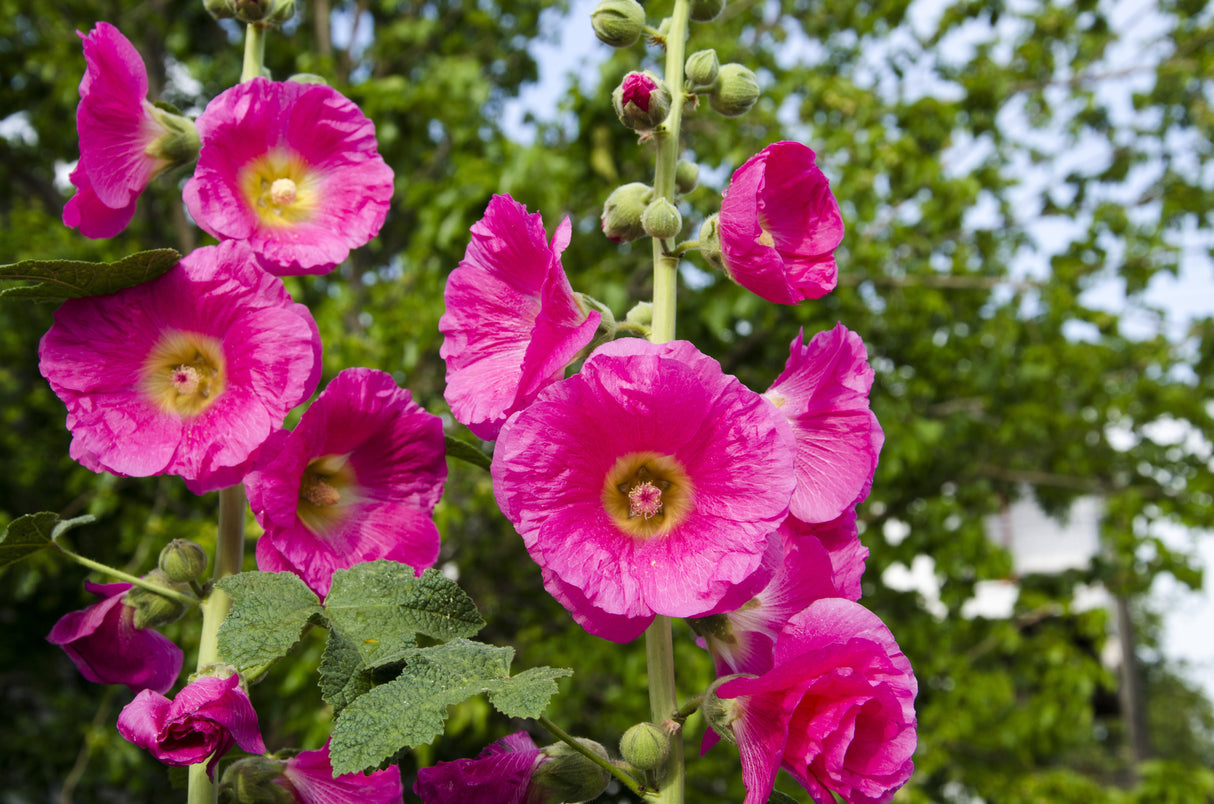 25 BRIGHT PINK HOLLYHOCK Alcea Rosea Flower Seeds Perennial