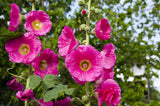 25 BRIGHT PINK HOLLYHOCK Alcea Rosea Flower Seeds Perennial