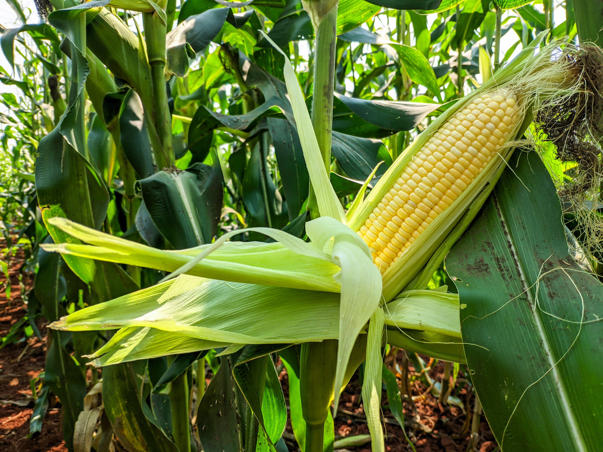 60 YELLOW CORN ' Early Xtra Sweet ' Zea Mays Vegetable Seeds