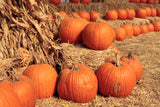 50 CONNECTICUT FIELD PUMPKIN BigTom Orange Yankee Cucurbita Pepo Vegetable Seeds