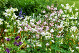 100 TALL DOUBLE COLUMBINE Aquilegia Vulgaris Mixed Colors Red, Pink, Purple, & White Flower Seeds