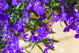 200 Lavender & White MRS CLIBRAN LOBELIA Erinus Flower Seeds