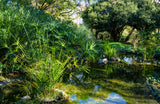 50 UMBRELLA PALM TREE Cyperus Involucratus Papayrus Sedge Seeds