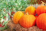 25 BIG MAX PUMPKIN Cucurbita Maxima Vegetable Seeds (Grow 100 pound pumpkins!)