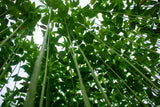 100 TOSSA JUTE Mallow Corchorus Olitorius African Sorrel Bush Okra Twine Vegetable Seeds