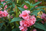 100 Mixed Colors DOUBLE CAMELLIA IMPATIENS (Balsam / Lady Slipper / Touch Me Not) Impatiens Balsamina Flower Seeds